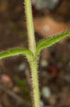 Fivestamen chickweed